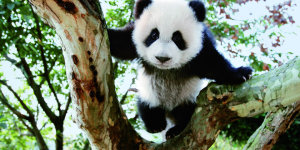 Chengdu Research base of Giant Panda Breeding